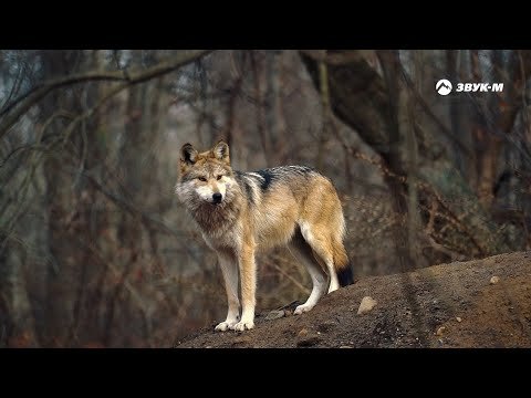 Артур Кунижев - Одинокий Волк фото